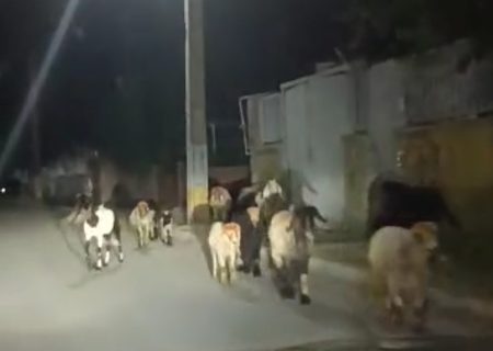 فیلم/حضور احشام در سطح شهر مسجدسلیمان