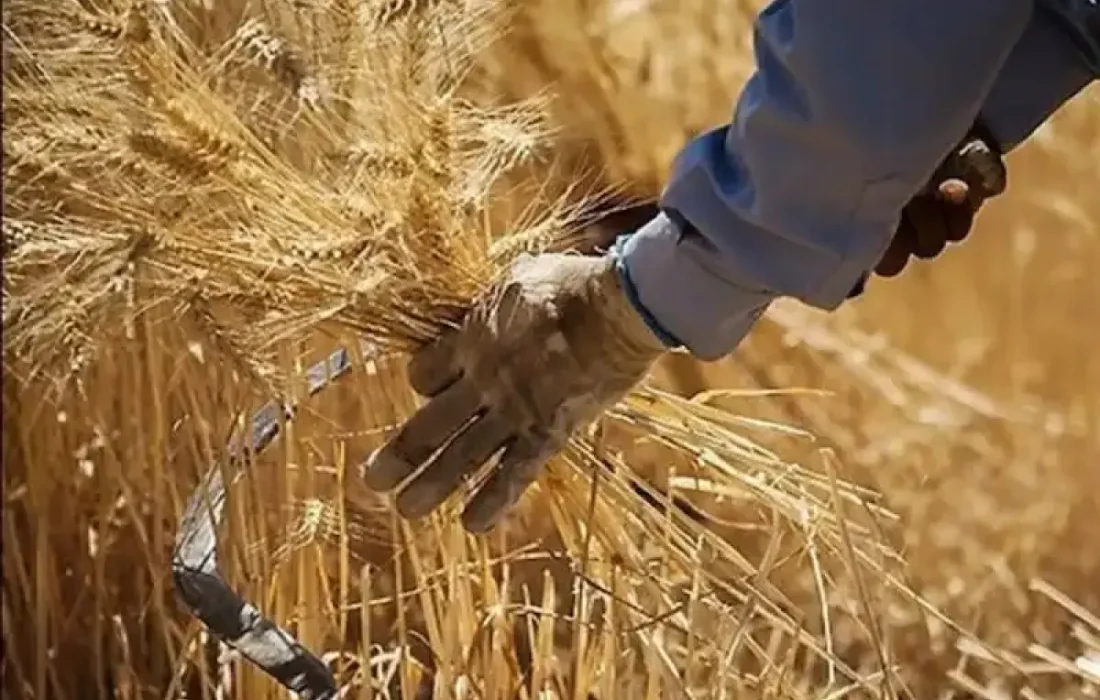 خرید گندم در خوزستان از یک میلیون و ۲۰۵ هزار تن گذشت