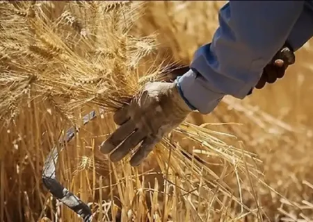 خرید گندم در خوزستان از یک میلیون و ۲۰۵ هزار تن گذشت